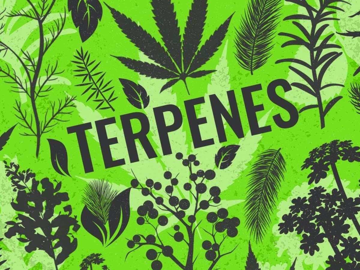 Les terpènes et le cannabis