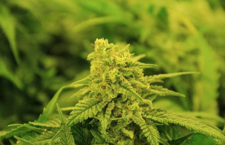 La planta de cáñamo joven hembra son, sin duda, las favoritas de los cultivadores, ya que producen las características inflorescencias, comúnmente utilizadas para producir hierba recreativa o medicinal, y cubiertas con la característica resina rica en terpenos y cannabinoides.