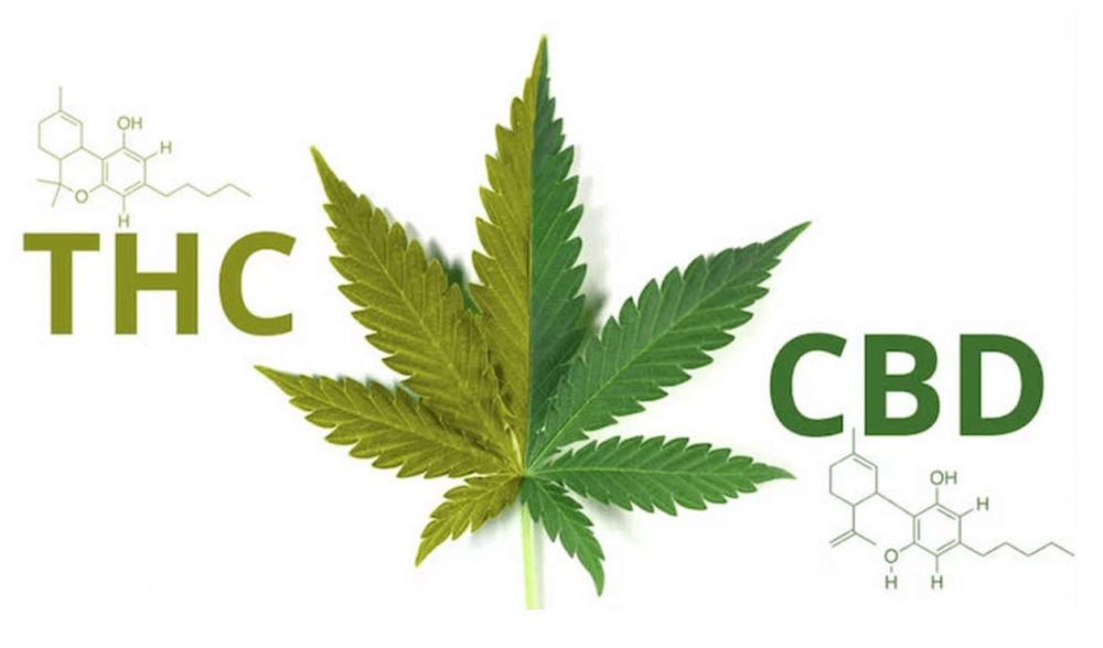 La marihuana CBD y el cannabis light tienen muchas similitudes pero al mismo tiempo algunas diferencias sustanciales: ambos, sin embargo, son productos obtenidos a través del secado de las inflorescencias femeninas del cannabis sativa, aunque las principales variedades de cannabis también incluyen la indica y la ruderalis.
