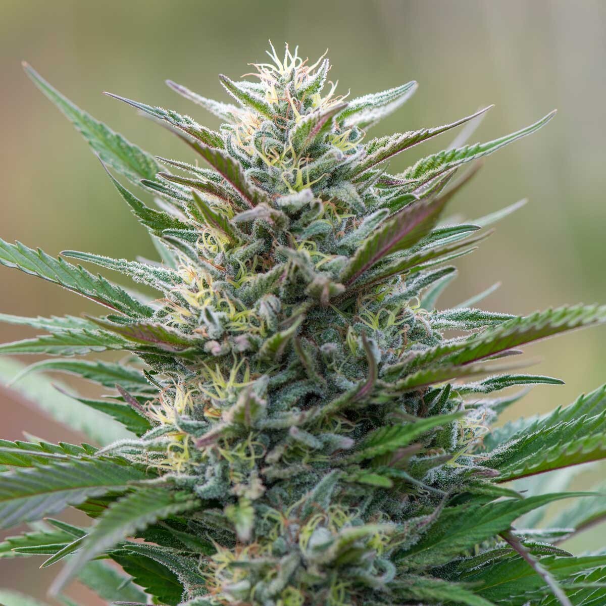 La variété de marijuana Master Kush est l'une des variétés les plus populaires de tous les temps. Dans ce petit guide, nous vous expliquons pourquoi.