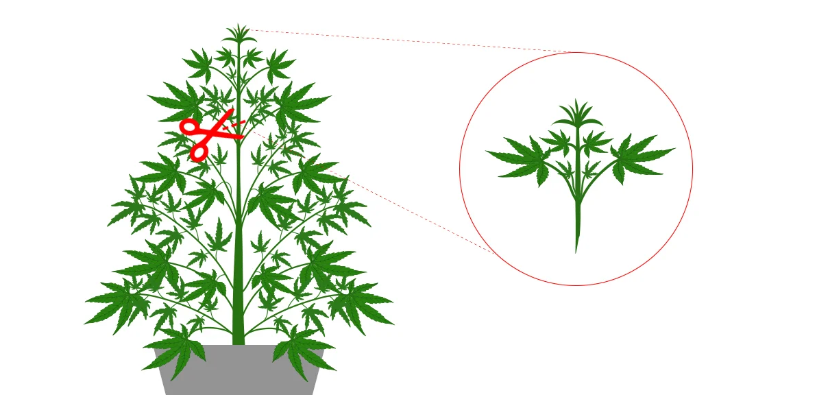 When the mother plant has completely colonised the container, it is worth pruning the roots to prevent it from flowering. In medium-sized containers this usually occurs every 3-4 months and it will be sufficient to mow the bottom of the root ball and a little of the side roots of the root ball, taking care not to cut the base of the plant.