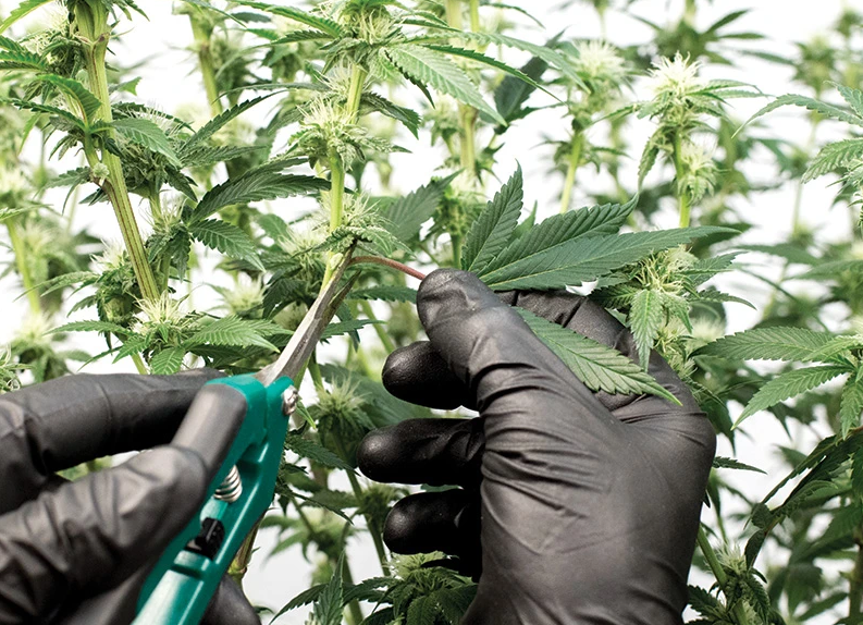 Le schwazzing est une technique de taille qui consiste en une défoliation très agressive. Elle consiste à enlever un grand nombre de grandes feuilles d'une plante afin d'exposer le plus de surface possible à la lumière.