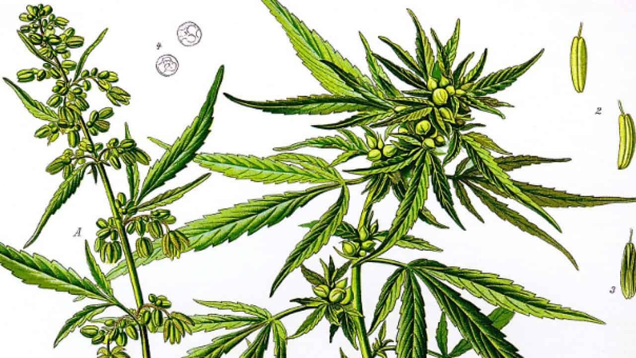 En los últimos años, el cultivo del cáñamo industrial ha despegado gracias a la utilización de las variedades previstas, en la producción de CBD o cannabidiol, un principio activo que, a diferencia del THC, no presenta una acción psicoactiva sino simplemente relajante y calmante: a diferencia del proverbialmente conocido cannabis, las variedades despotenciadas de cáñamo industrial presentan niveles marginales de THC pero al mismo tiempo concentraciones considerables de CBD.