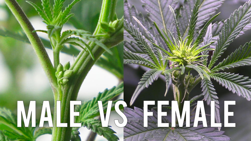 Le cannabis appartient à une minorité d'espèces qui sont dioïques par nature, c’est-à-dire elles produisent des plantes mâles et femelles distinctes.