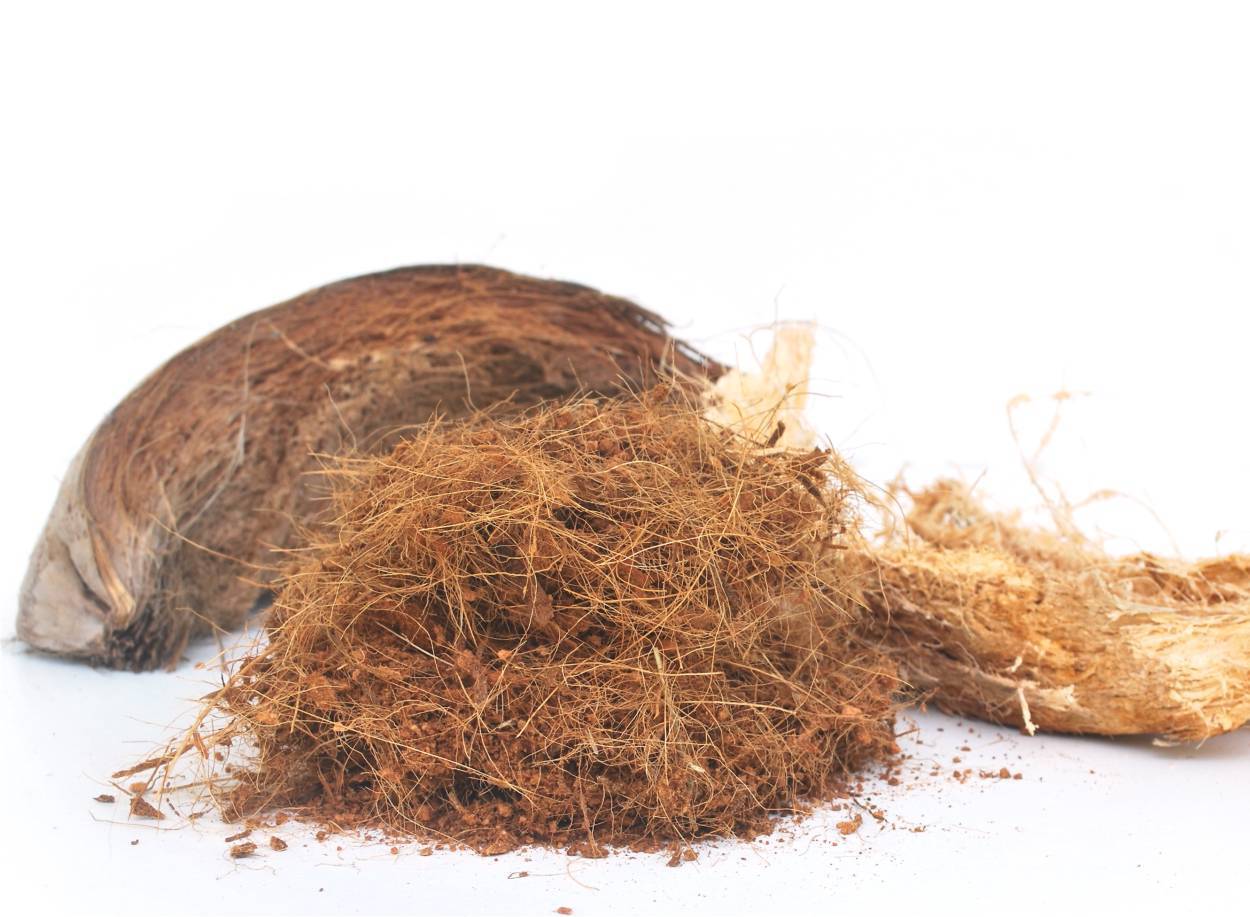 Un nombre croissant de cultivateurs de cannabis choisissent de cultiver sur du coco.
