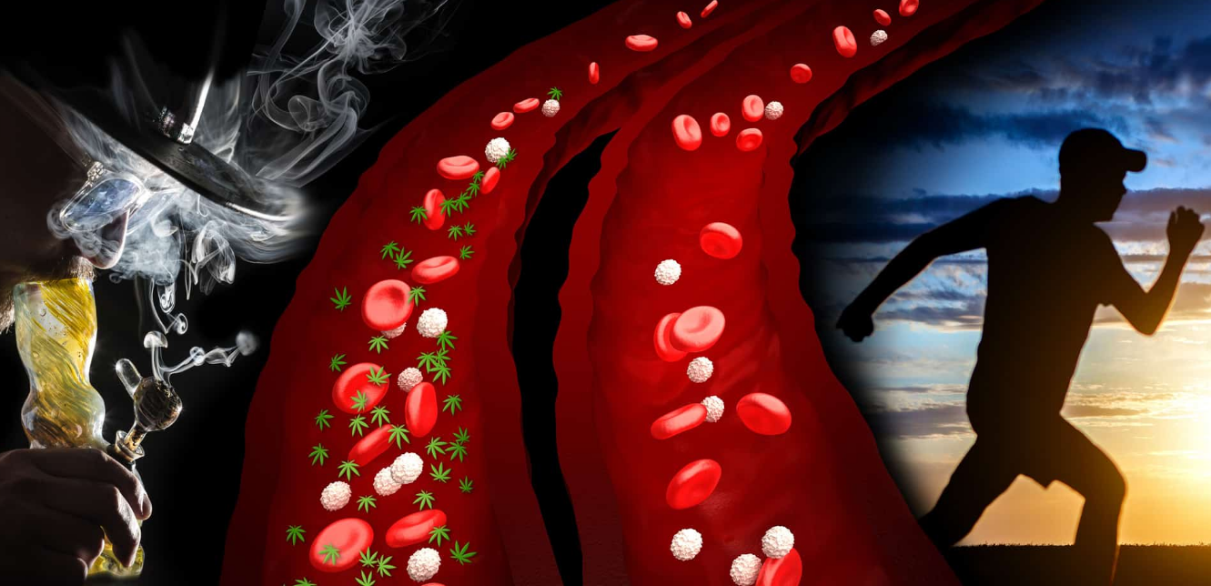Los metabolitos del THC se almacenan en las células grasas, por lo que las personas con sobrepeso tienen más probabilidades de dar positivo en las pruebas de drogas que las personas de peso normal