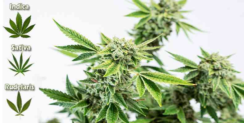 Sativa, Indica y Ruderalis con subespecies adyacentes.