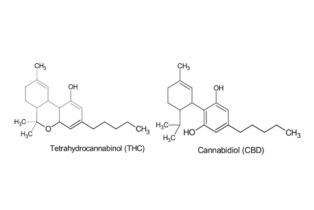 Les effets du cannabis sur les processus mentaux courants tels que l'euphorie, le high, la relaxation et la sédation sont attribués au cannabinoïde THC, qui est présent dans la marijuana en plus grande quantité. Les autres composés présents dans la plante sont le cannabinol ou CBN et le cannabidiol ou CBD.