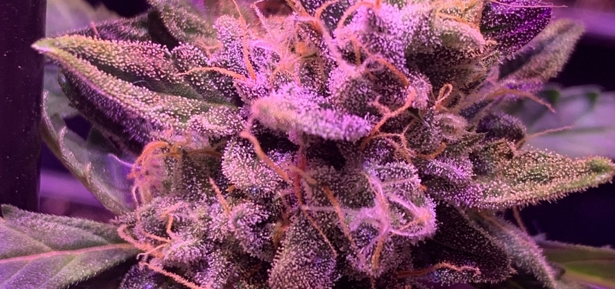 Purple Punch auto