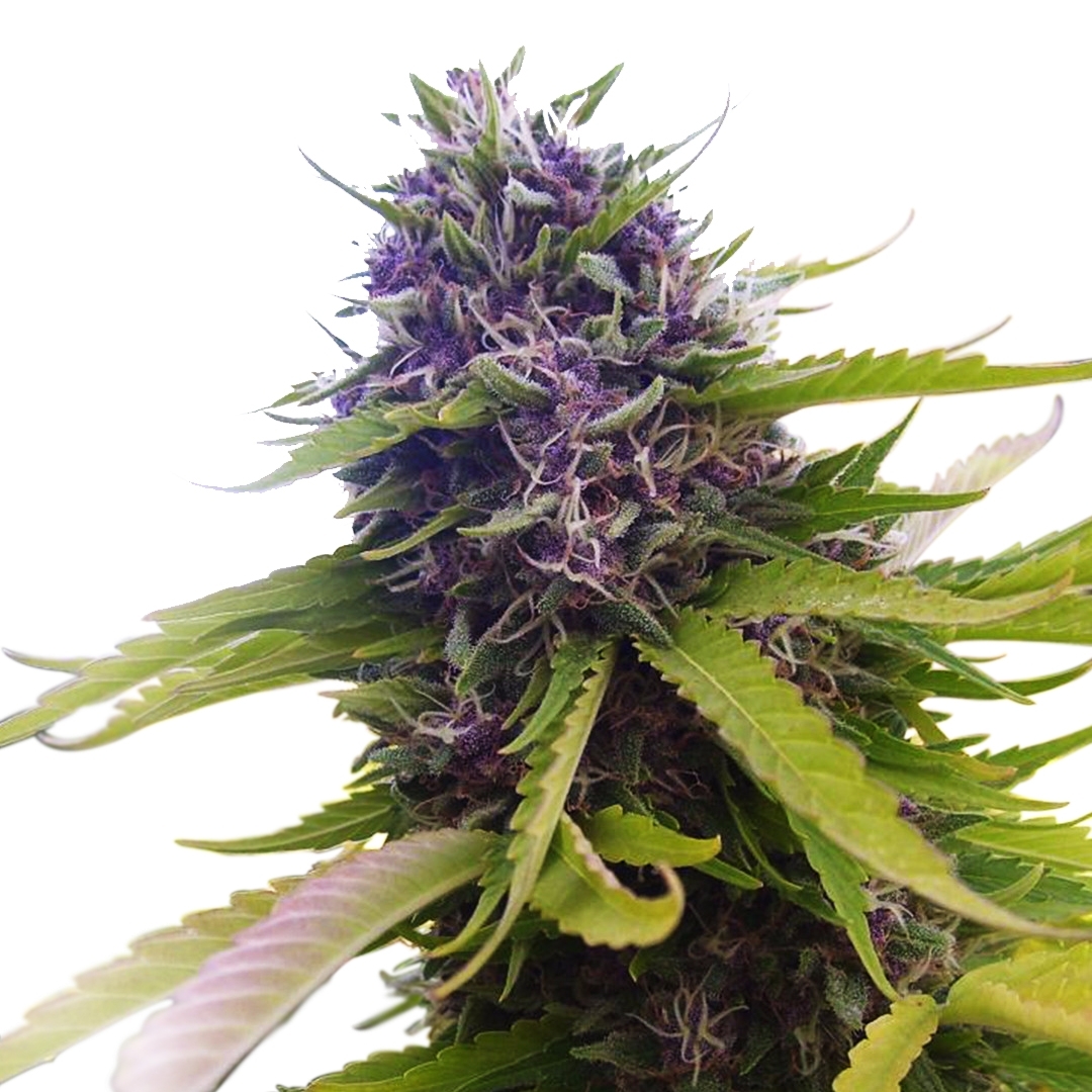 La Blueberry originale est issue d'un programme de sélection impliquant des génétiques Afghani, Sativa Thai et Purple Thai