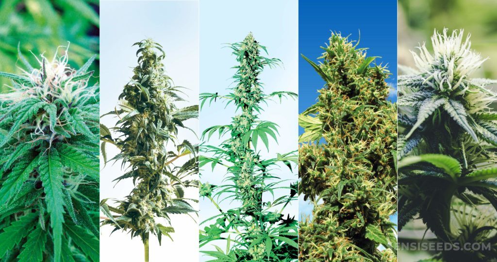 Si vous avez décidé de vous lancer dans la culture du cannabis en extérieur, cet article est fait pour vous. Dans ce petit guide, nous allons commencer par découvrir les variétés les plus adaptées à ce type de culture.