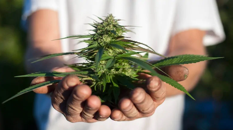 Quelques conseils sur la germination du cannabis