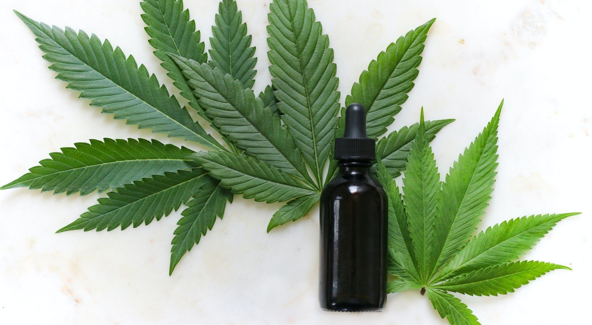 El aceite de cannabis, también conocido como aceite de semilla de cáñamo, es un verdadero preparado medicinal y terapéutico que se origina a partir del prensado en frío de estas semillas, un proceso de extracción que, entre los muchos disponibles, permite conservar todas las propiedades organolépticas del derivado.