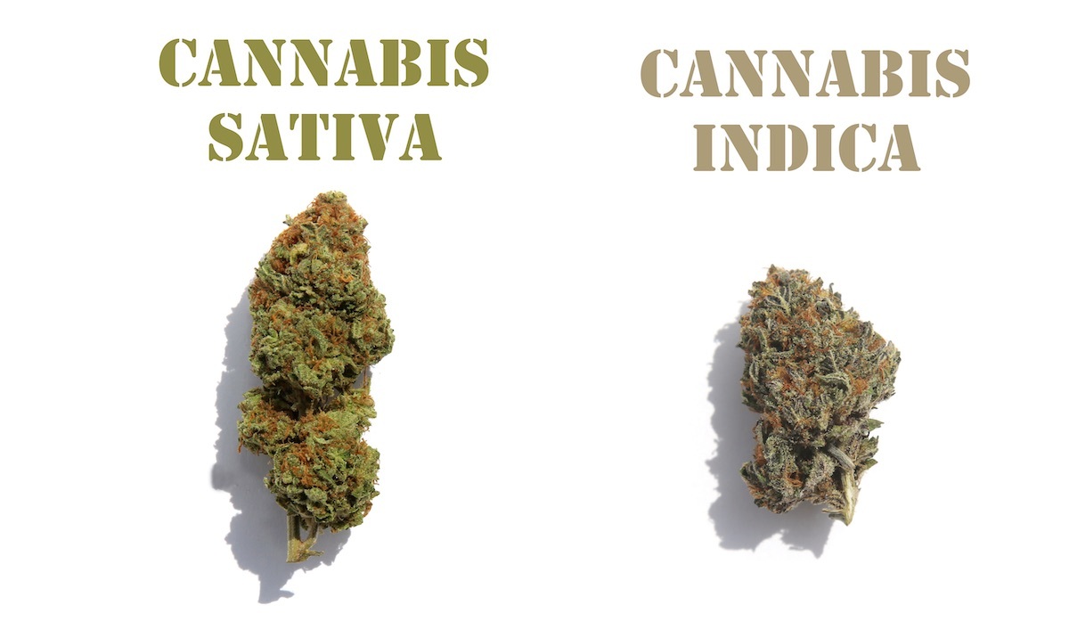 Commençons par l'étymologie : le cannabis indica est originaire de l'Inde et des régions limitrophes, le cannabis sativa est une espèce d'origine équatoriale.