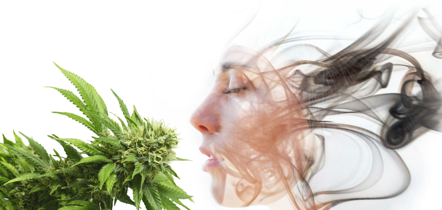 Avant de comprendre quels peuvent être les effets de la ganja, il est nécessaire de définir ses principaux cannabinoïdes, les principes actifs responsables de son action sur l'organisme.