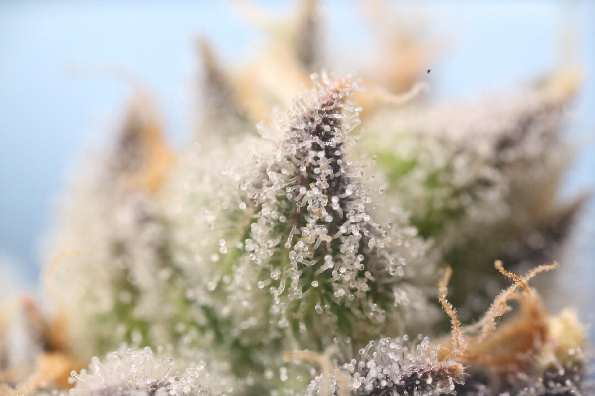 Hay 7 de los terpenos más comunes presentes en el cannabis, cada uno de los cuales contribuye a diferentes efectos y acciones.