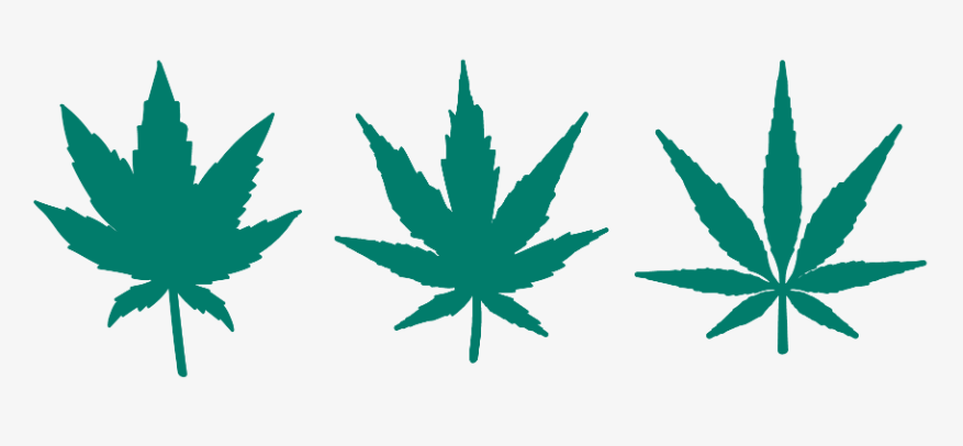 Existen básicamente tres tipos de marihuana que se encuentran comúnmente en la naturaleza, identificados específicamente en el cannabis sativa, indica y ruderalis.