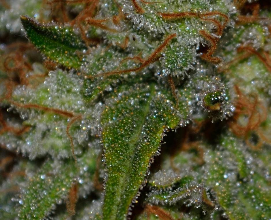 Los tricomas son, por tanto, apéndices cristalinos que se asemejan a la forma de una seta y cubren la superficie de las inflorescencias maduras del cannabis, donde se produce y almacena la resina