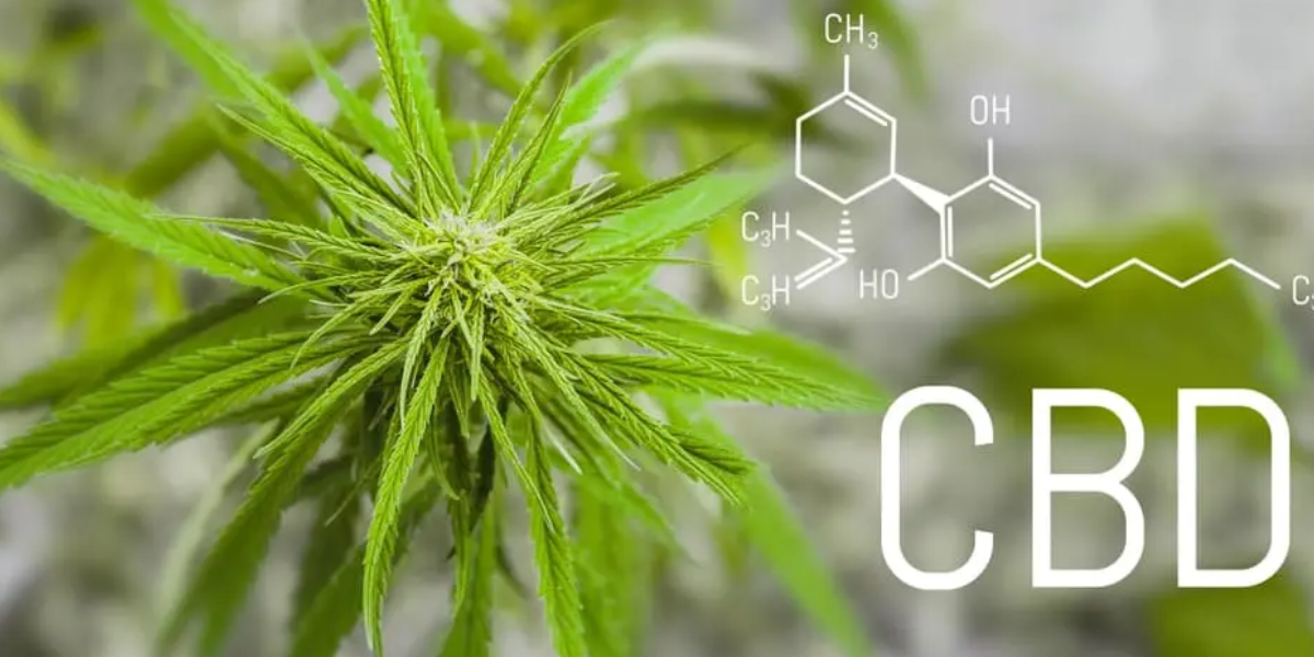 CBD bienfaits : un guide utile pour comprendre | CBDMania Shop France