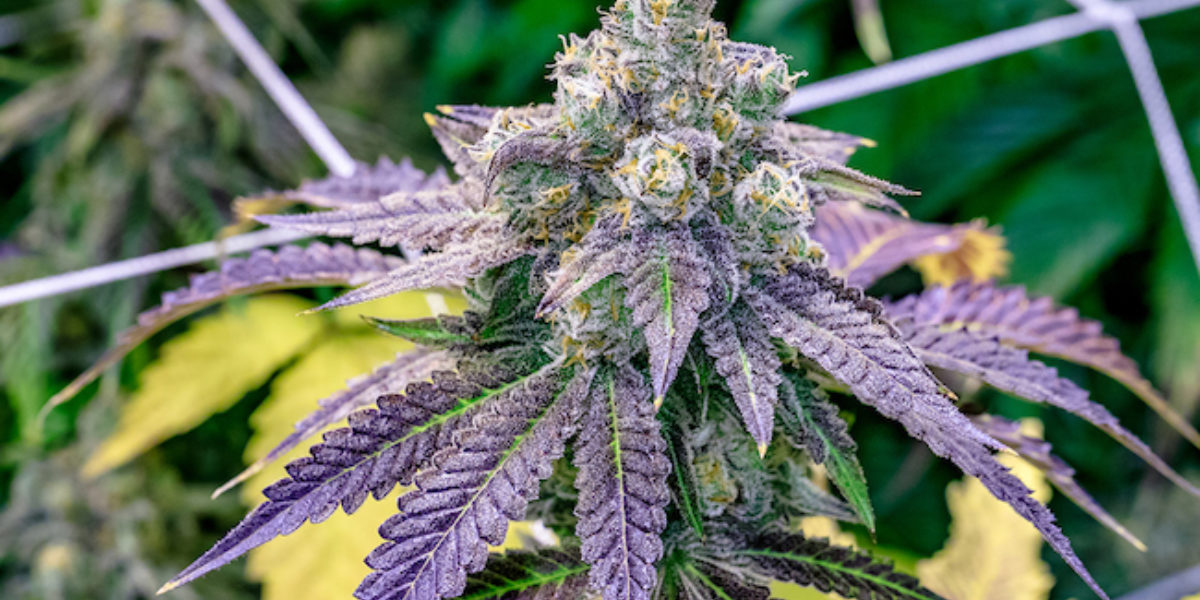 Cannabis indica origins, history, characteristics, effects CBDMania.eu