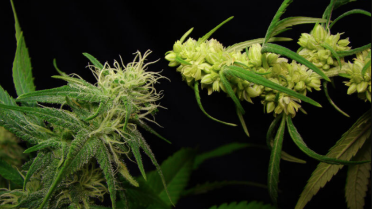Cannabis Plant: How to Know if My Marijuana Plant Is Male or Female |  CBDMania.eu