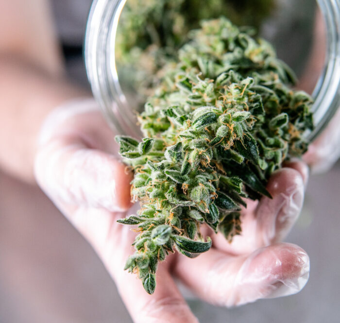 Amnesia haze