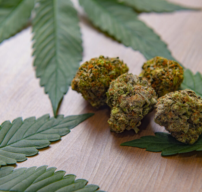 Blue cheese strain marijuana cannabis