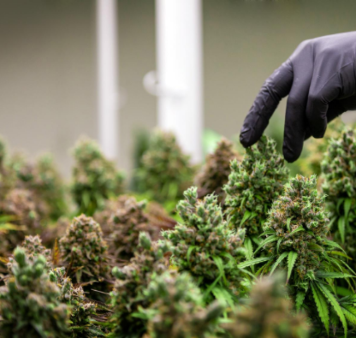 CBD Cannabis