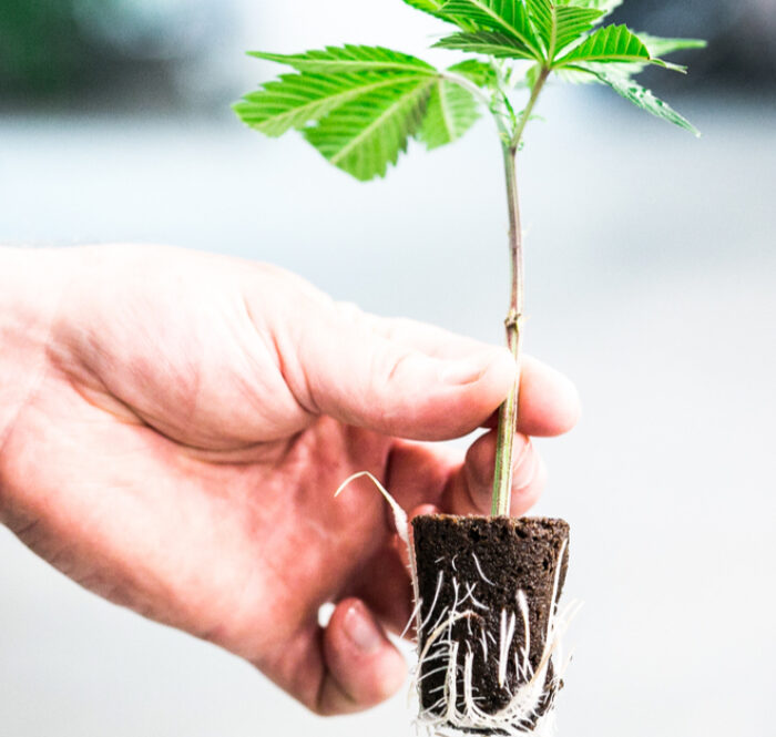 Cannabis cuttings