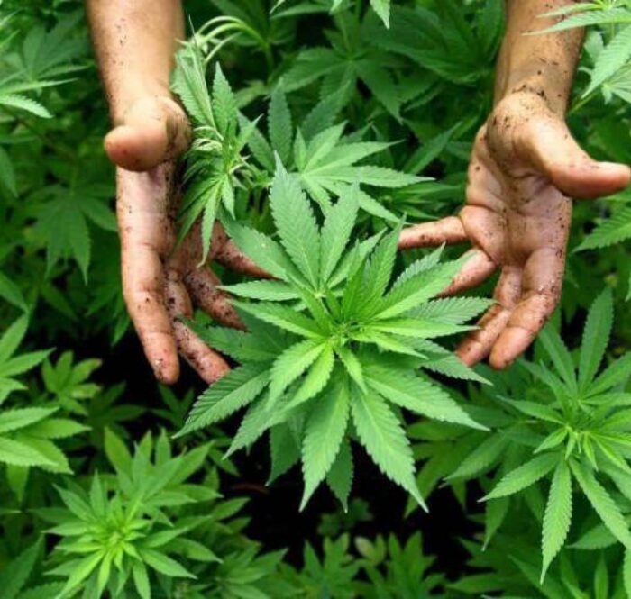 Como cultivar marihuana