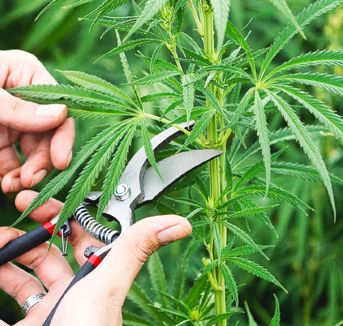 Couper les feuilles à la fin de la floraison conseils de taille