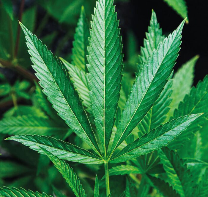 Effet du cannabis et du haschisch