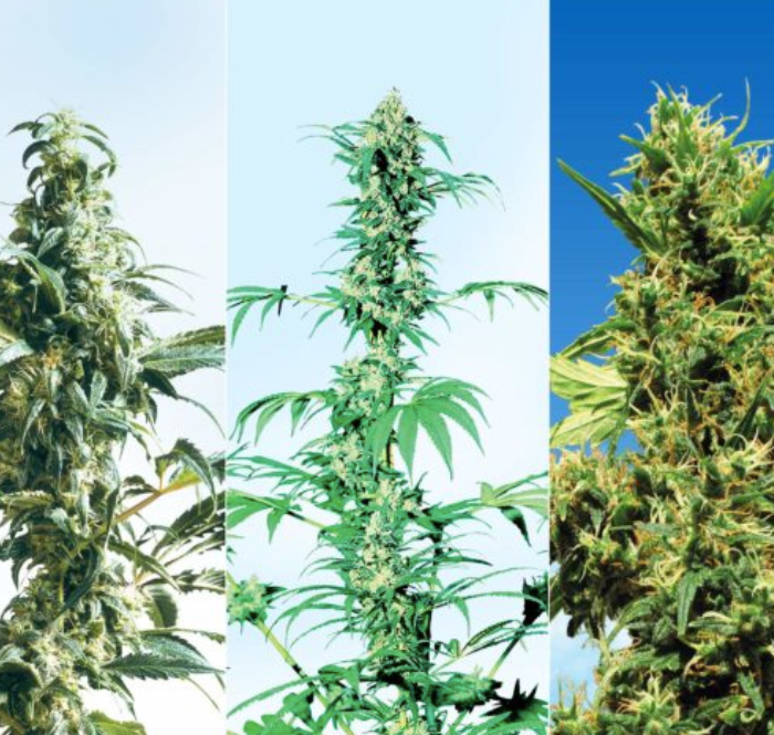 Fotos de marihuana