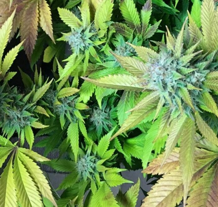 Northern Lights est bien accueillie par les cultivateurs du monde entier, tant pour la simplicité avec laquelle elle est cultivée que pour les rendements en termes de quantité et de qualité et est souvent utilisée à des fins récréatives et médicinales.