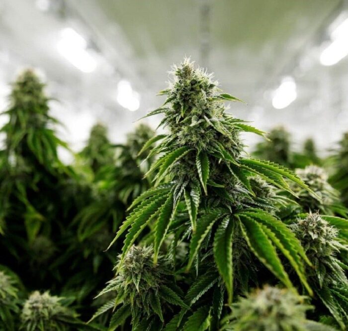 La culture en intérieur du cannabis présente de nombreux avantages, avec les connaissances et l'équipement adéquats, même les cultivateurs débutants peuvent obtenir d'excellents rendements en intérieur.