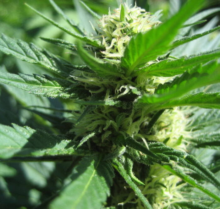 How to force a weed plant to flower