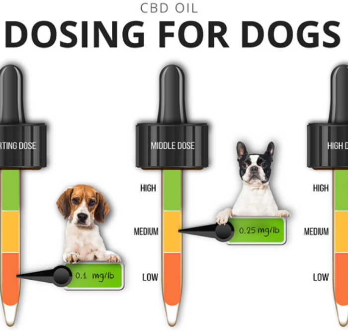 Olio di CBD come somministrarlo agli animali domestici