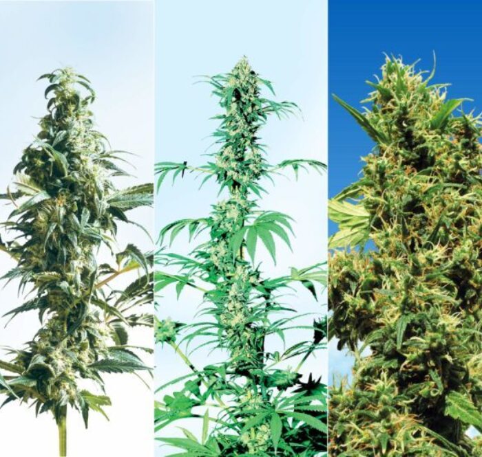 Si vous avez décidé de vous lancer dans la culture du cannabis en extérieur, cet article est fait pour vous. Dans ce petit guide, nous allons commencer par découvrir les variétés les plus adaptées à ce type de culture.