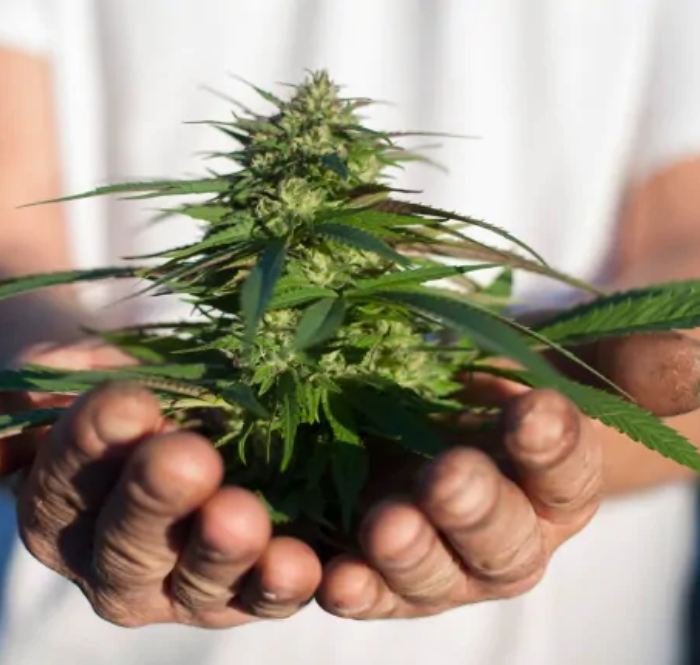 Quelques conseils sur la germination du cannabis