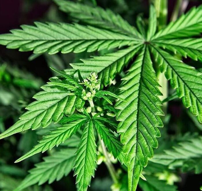 Les boutiques de cannabis en ligne sérieuses ne vendent rien d'illégal, mais vous donnent seulement la possibilité d'acheter de la marijuana 100% légale en ligne avec un faible taux de THC, ce qui est toujours autorisé par la loi.