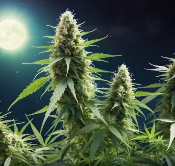 Cannabis et phases lunaires