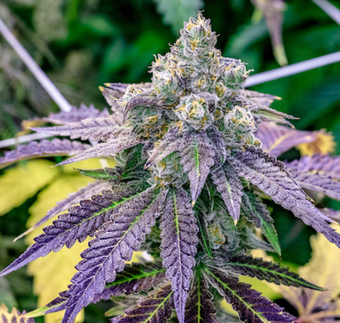 Le cannabis est généralement divisé en trois sous-espèces : Cannabis sativa, cannabis indica et cannabis ruderalis.