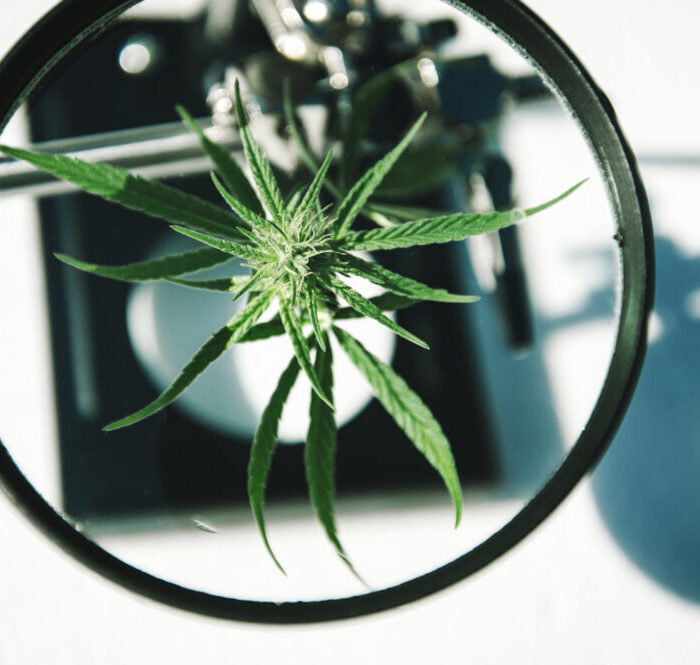 Cannabis médical