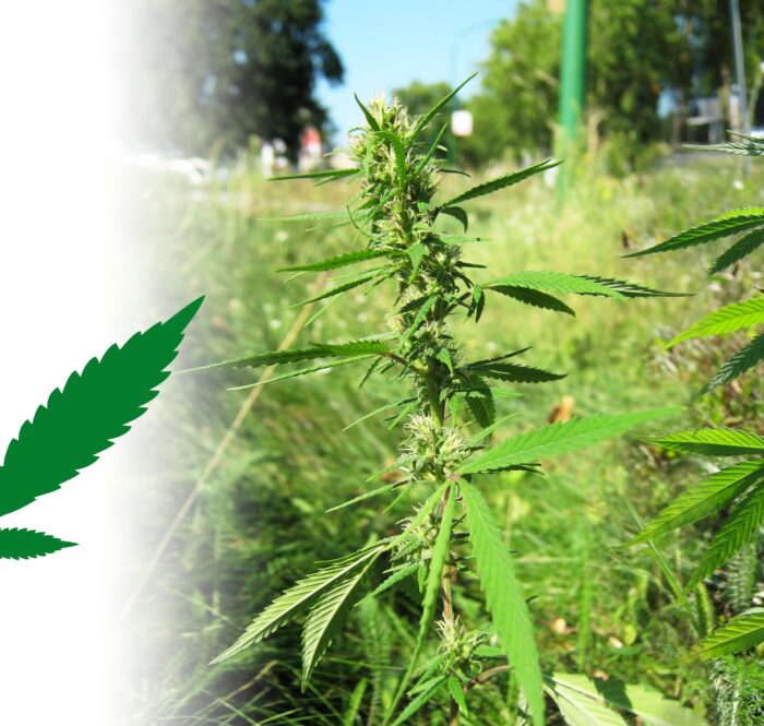 Le sujet est controversé car de nombreux amateurs de cannabis ne considèrent pas le cannabis ruderalis comme une espèce distincte de l'indica et du sativa.