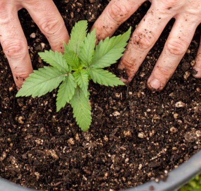 Tôt ou tard, cela arrive à tous les consommateurs réguliers de cannabis: pourquoi ne pas essayer de le cultiver ?