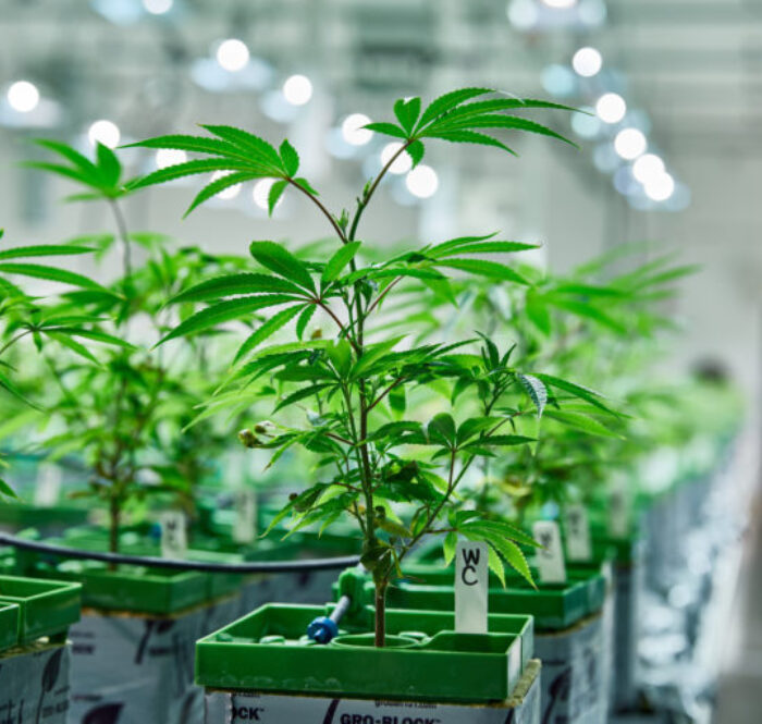 Culture hydroponique du Cannabis
