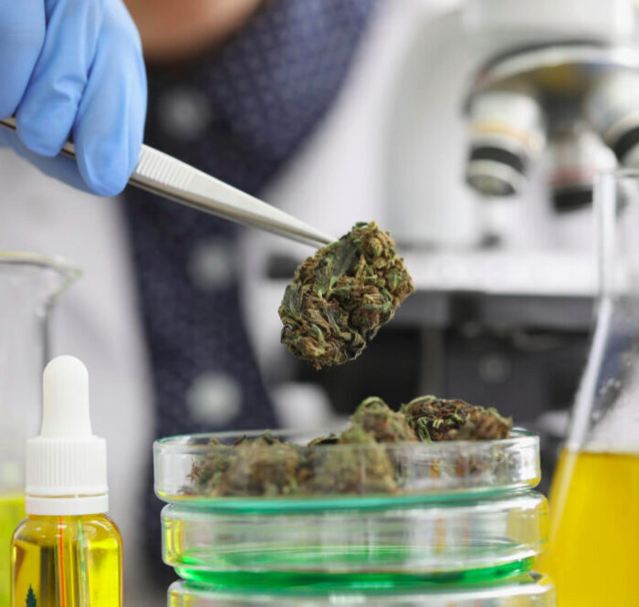 Extraction du CBD