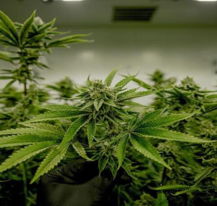Before fully understanding what ganja is, it is necessary to start with the varieties of 'raw material' from which it is obtained.