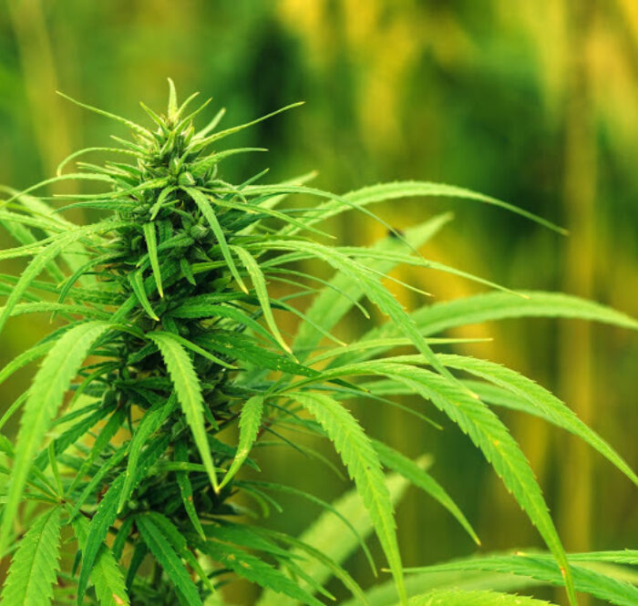 Ganja