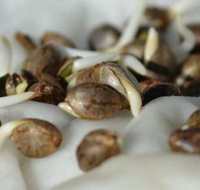 Graine cannabis germee